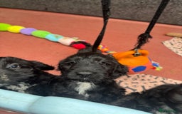 Sproodle dogs for sale: F1 Sproodles for Sale - Image 36