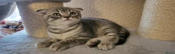Scottish Fold cats for sale: Ready to rehome schottish fold kittens - Advert 27