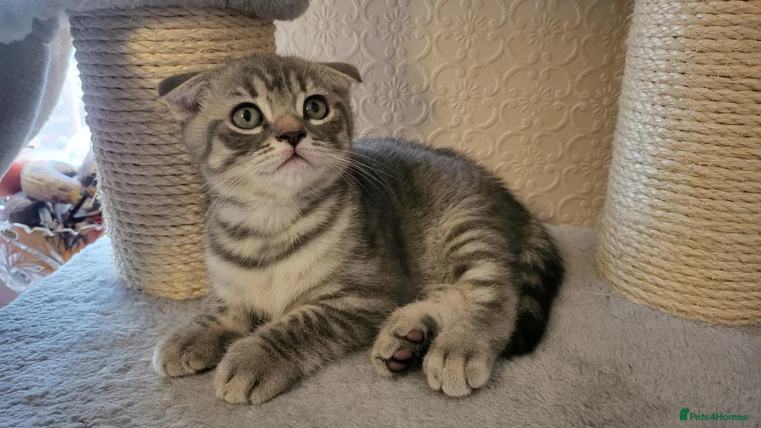 Scottish Fold cats for sale: Ready to rehome schottish fold kittens - Advert 27