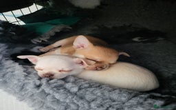 Chihuahua dogs for sale: Male chihuahua  - Image 8