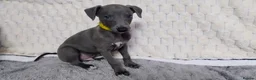 Whippet dogs for sale: (Solid) Blue Whippet KC Registered Puppies - Advert 17