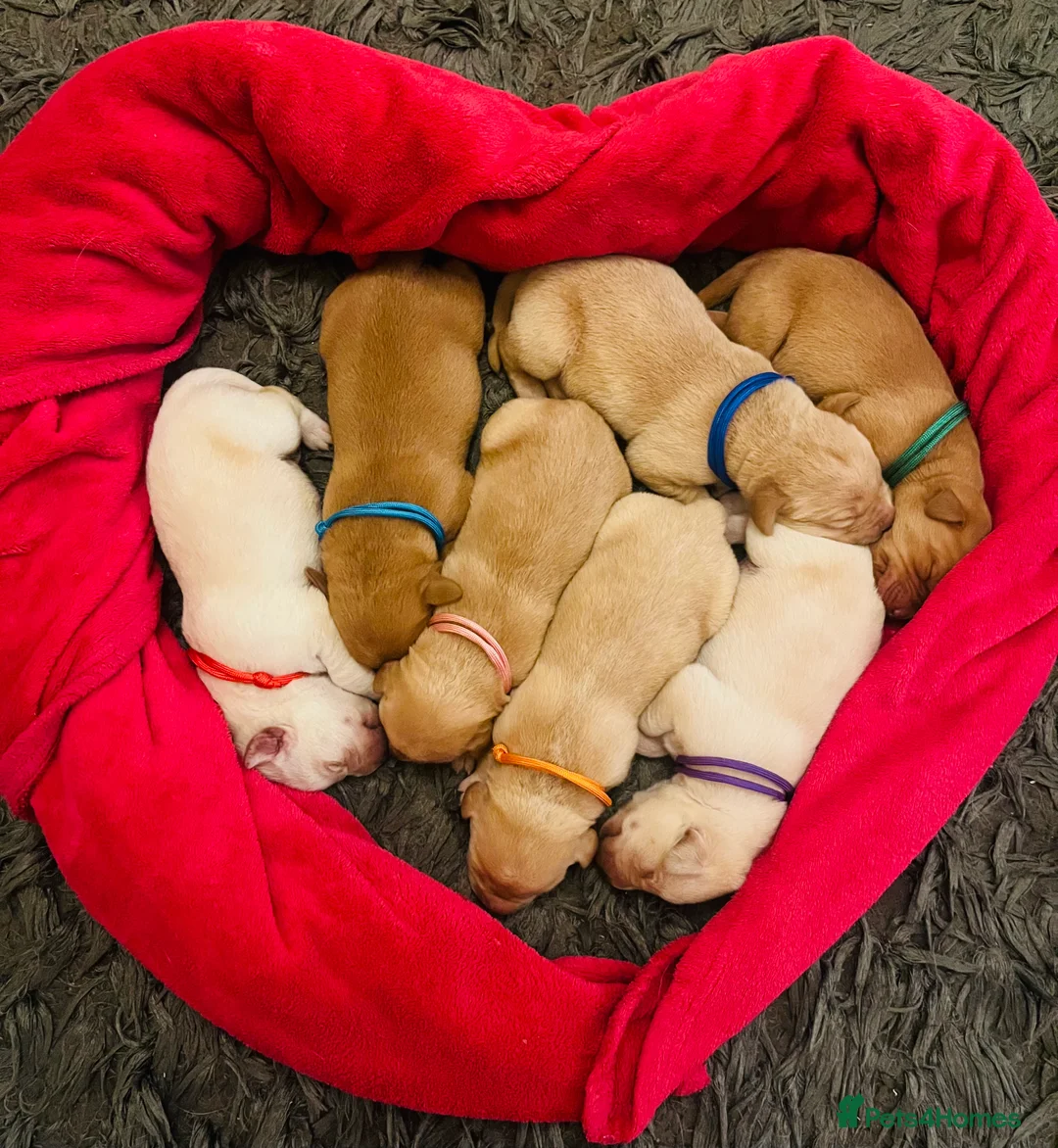 Labrador Retriever dogs for sale: Adorable Labrador/Retriever puppies. - Advert 3