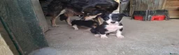 Border Collie dogs for sale: 3 gorgeous puppies looking for there forever home - Advert 9