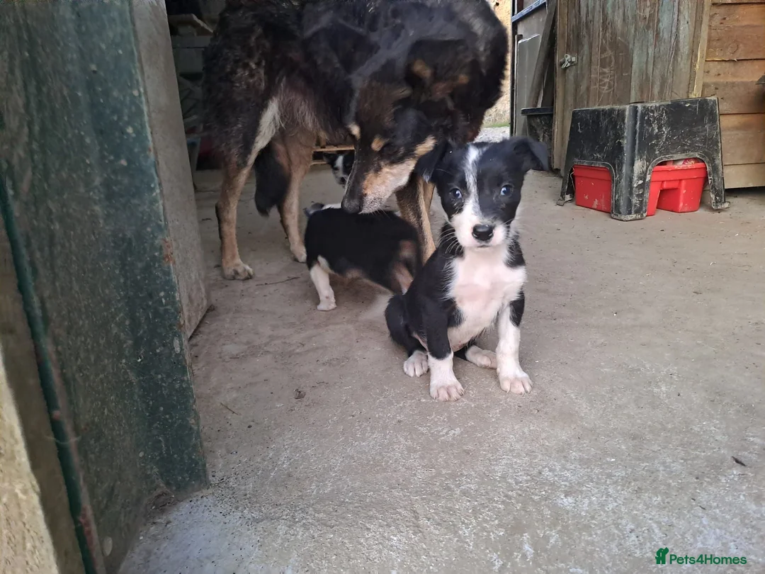 Border Collie dogs for sale: 3 gorgeous puppies looking for there forever home - Advert 9