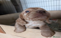 Cocker Spaniel dogs for sale: Golden cocker spaniel - Image 11