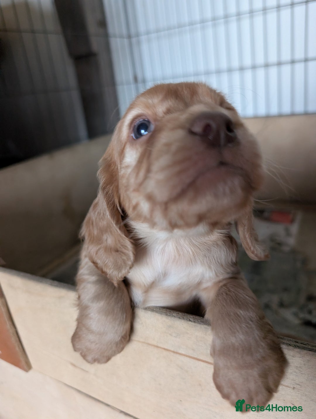 Cocker Spaniel dogs for sale: Golden cocker spaniel - Image 11