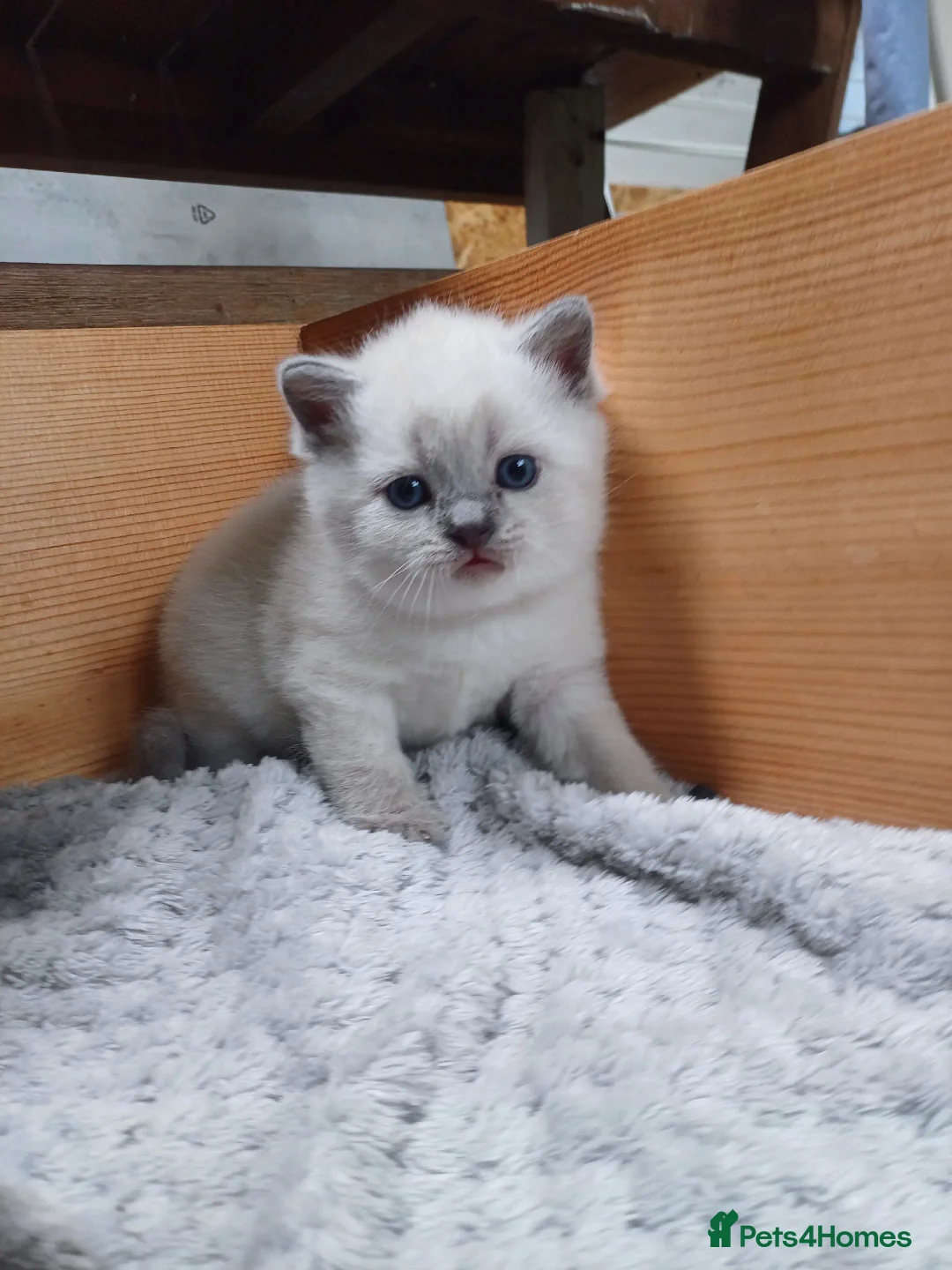 British Shorthair cats for sale: Mery klarnetadzhieva  - Image 5