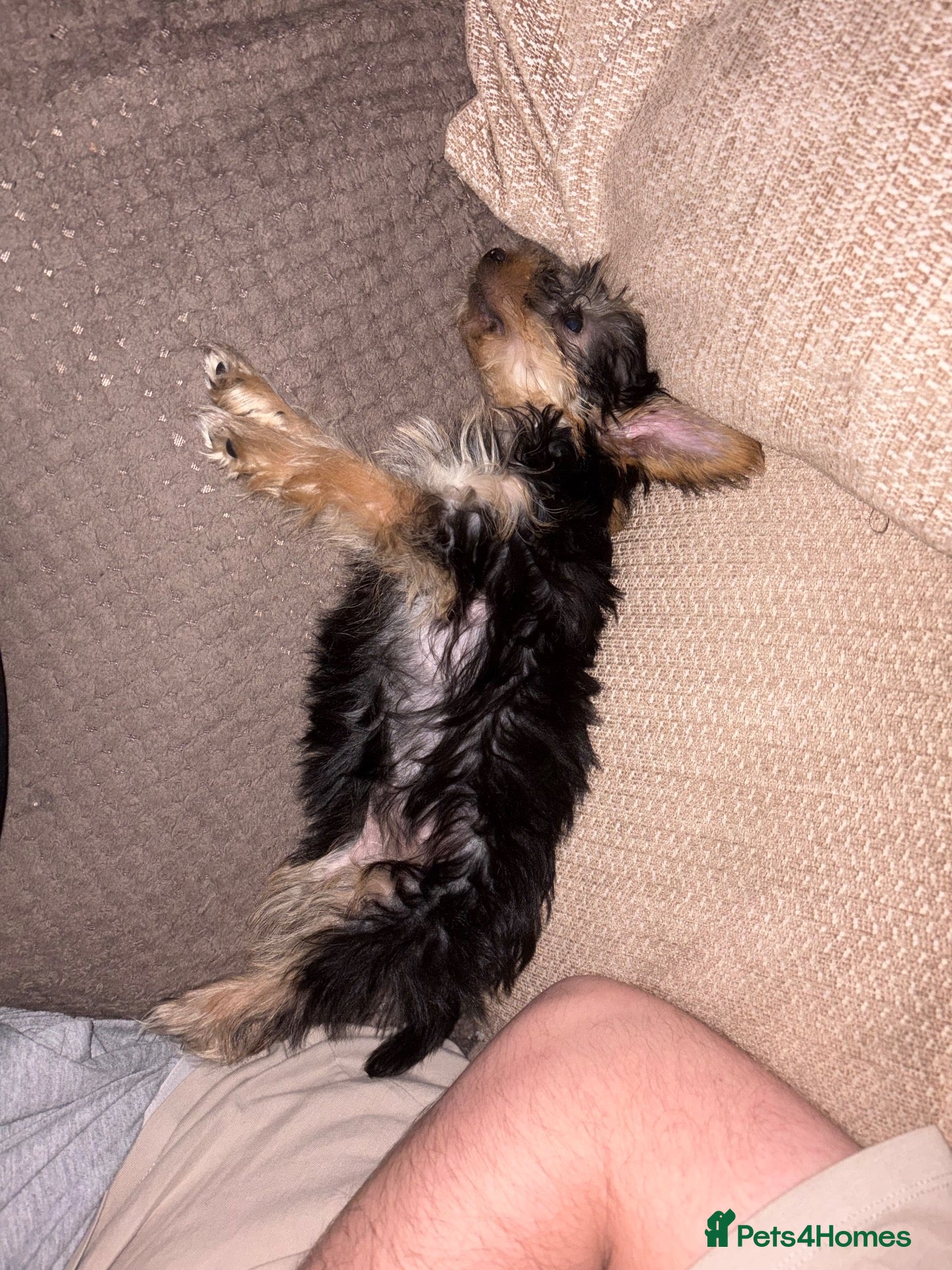 Yorkshire Terrier dogs 12 week old Yorkshire terrier puppy  - Advert 1