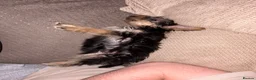Yorkshire Terrier dogs for sale: 12 week old Yorkshire terrier puppy  in Manchester - Advert 1
