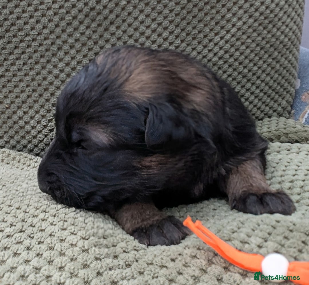 German Shepherd dogs for sale: Beautiful KC German Shepherd Puppies health tested - Image 12