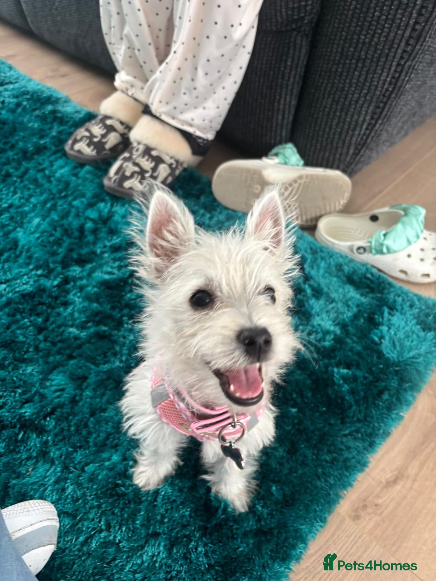 West Highland Terrier dogs West highland terrior puppy  - Advert 12