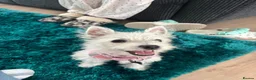 West Highland Terrier dogs for sale: West highland terrior puppy  - Advert 1