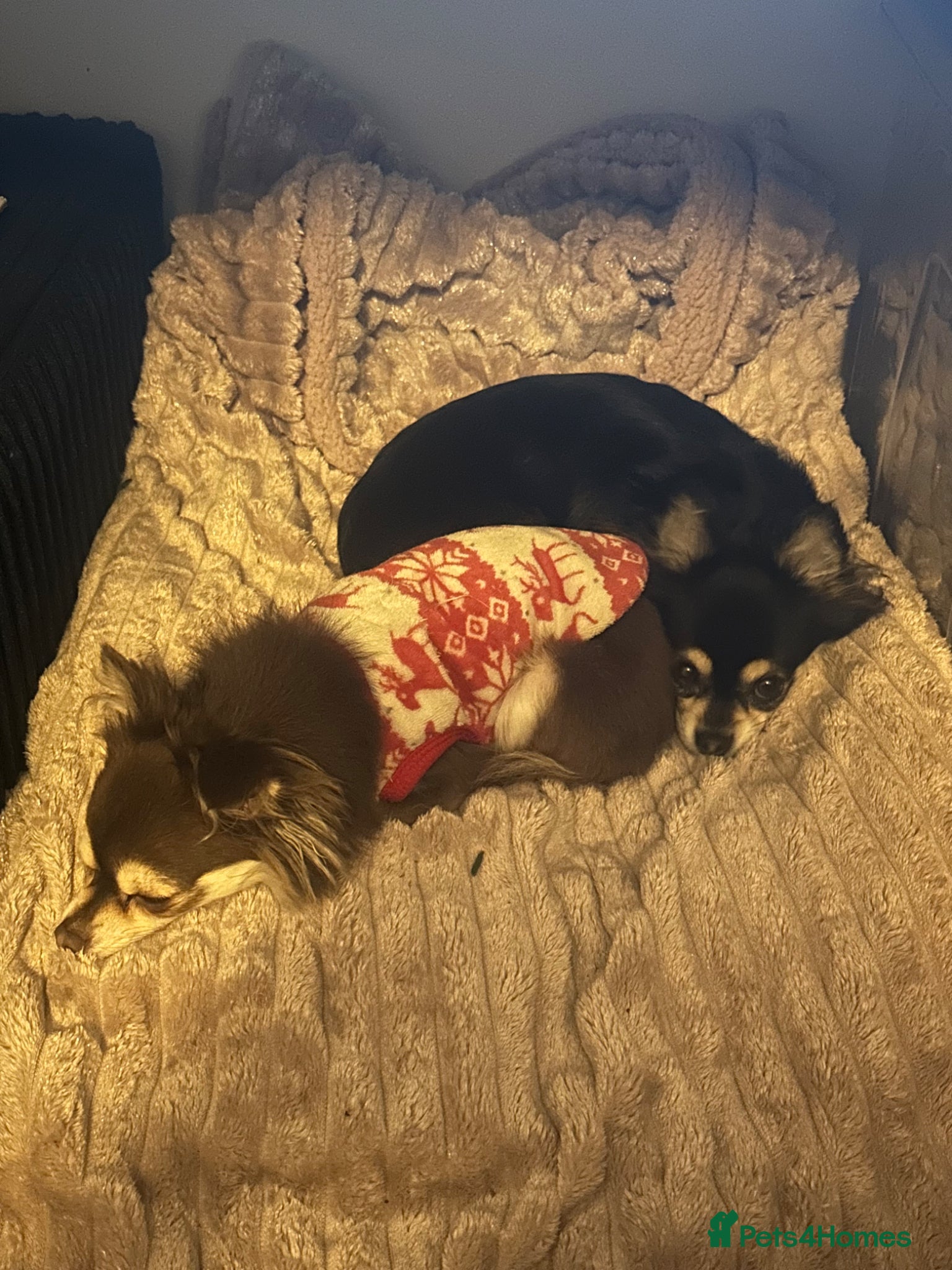 Chihuahua dogs bonded pair female chihuahuas £1000 total - Advert 3