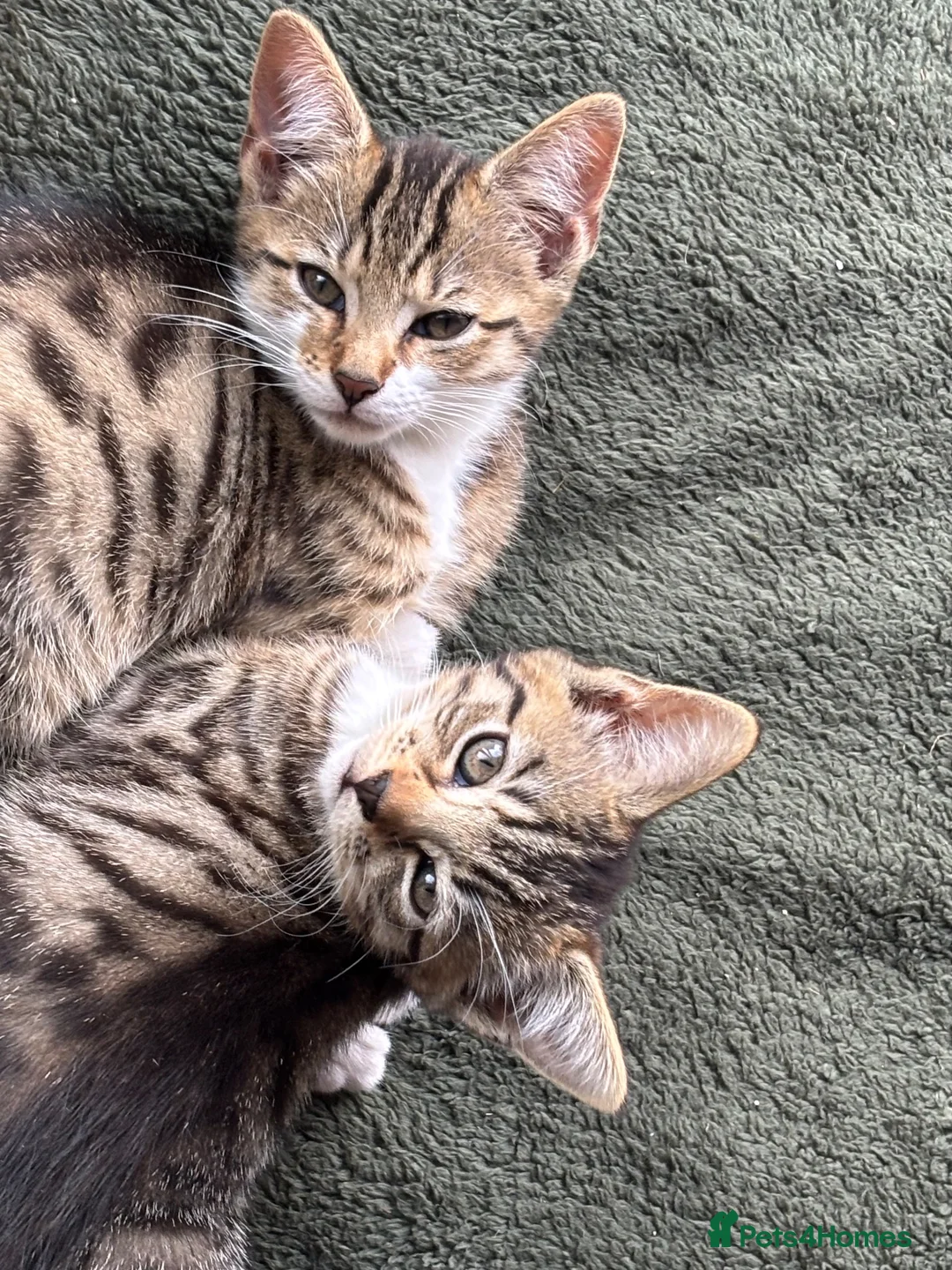 Mixed Breed cats for sale: Beautifully marked kittens for sale in Manningtree - Advert 2