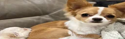 Chihuahua dogs for stud: Lenny in Cannock - Advert 9