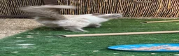 Ragdoll cats for sale: Blue point kittens - Advert 2