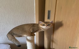 British Shorthair cats for sale: Golden Brit Female Cat- Looking for a Loving Home - Image 1