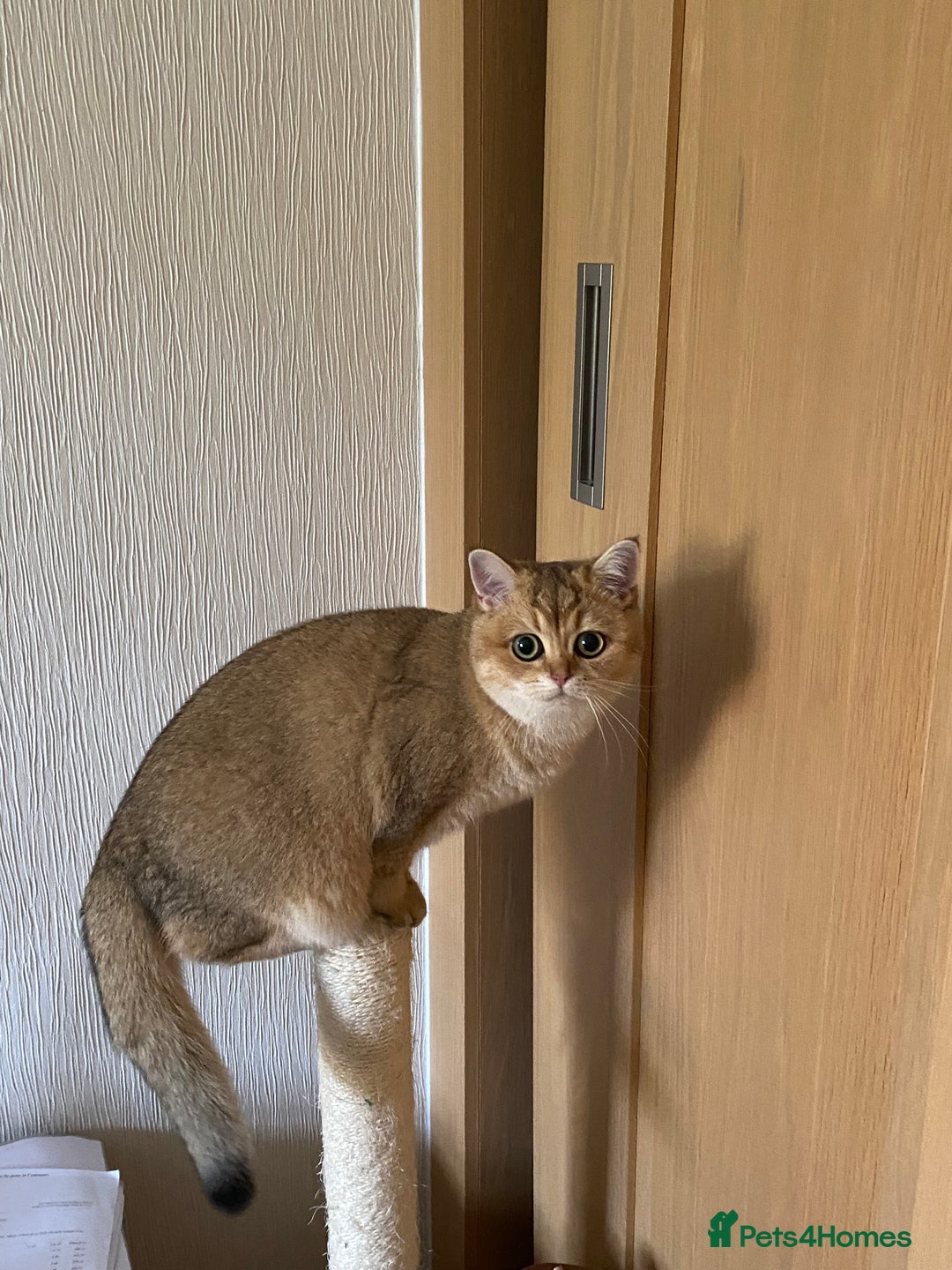 British Shorthair cats for sale: Golden Brit Female Cat- Looking for a Loving Home - Image 1