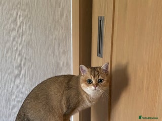 British Shorthair cats - Advert 14