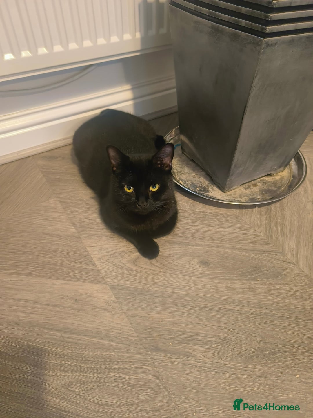 British Shorthair cats for sale: British short and long hair - Advert 1