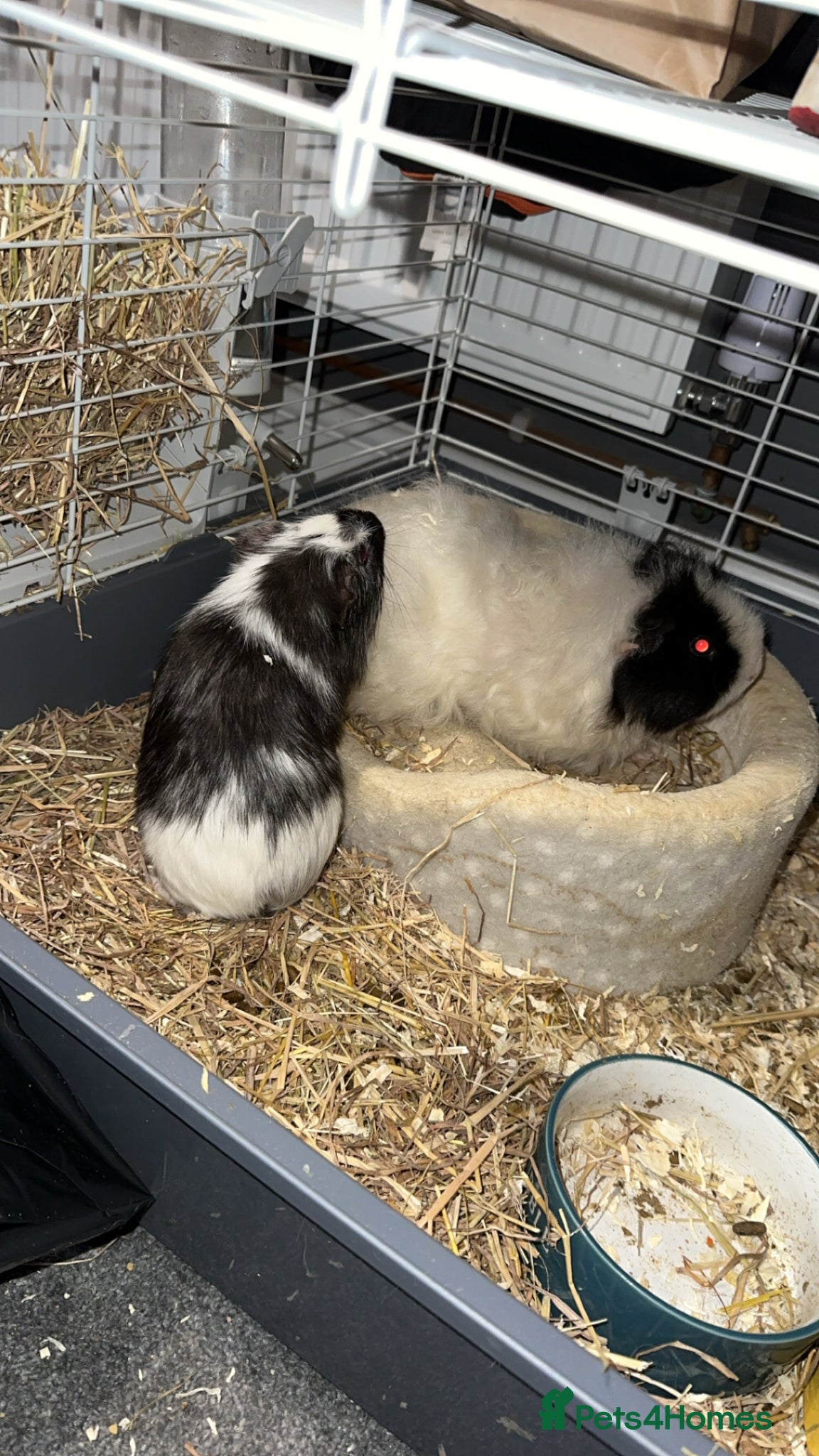 Guinea Pig rodents Female guniea pig long haired  - Advert 1