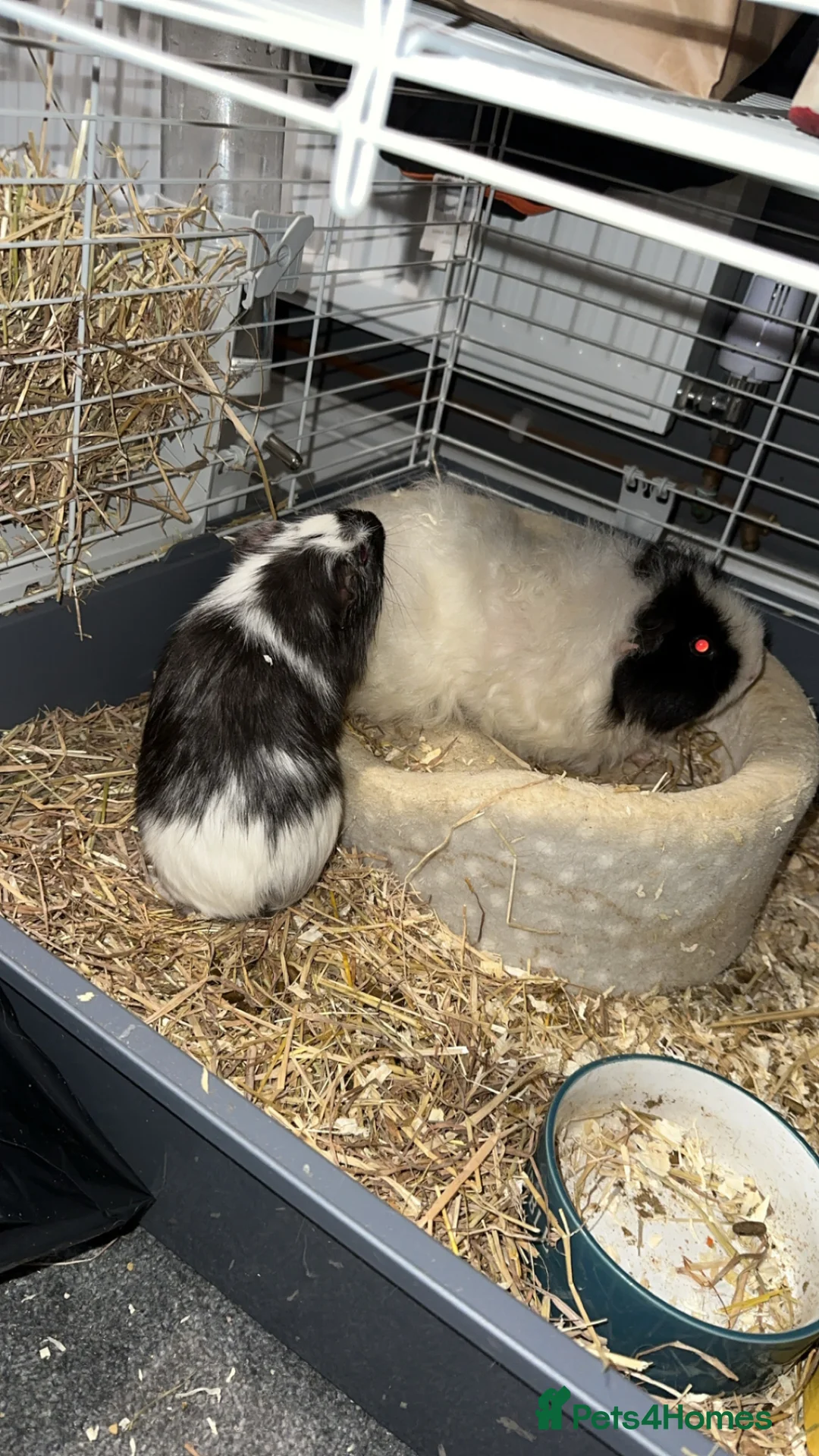 Guinea Pig rodents for sale: Female guniea pig long haired  - Advert 1