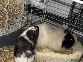 Guinea Pig rodents Female guniea pig long haired - Advert 1