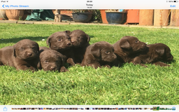Labrador Retriever dogs for sale: Chunky Chocolate Labrador Puppies - Advert 6