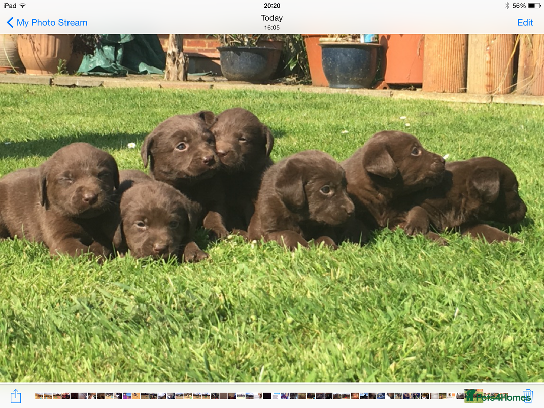 Labrador Retriever dogs for sale: Chunky Chocolate Labrador Puppies - Advert 6