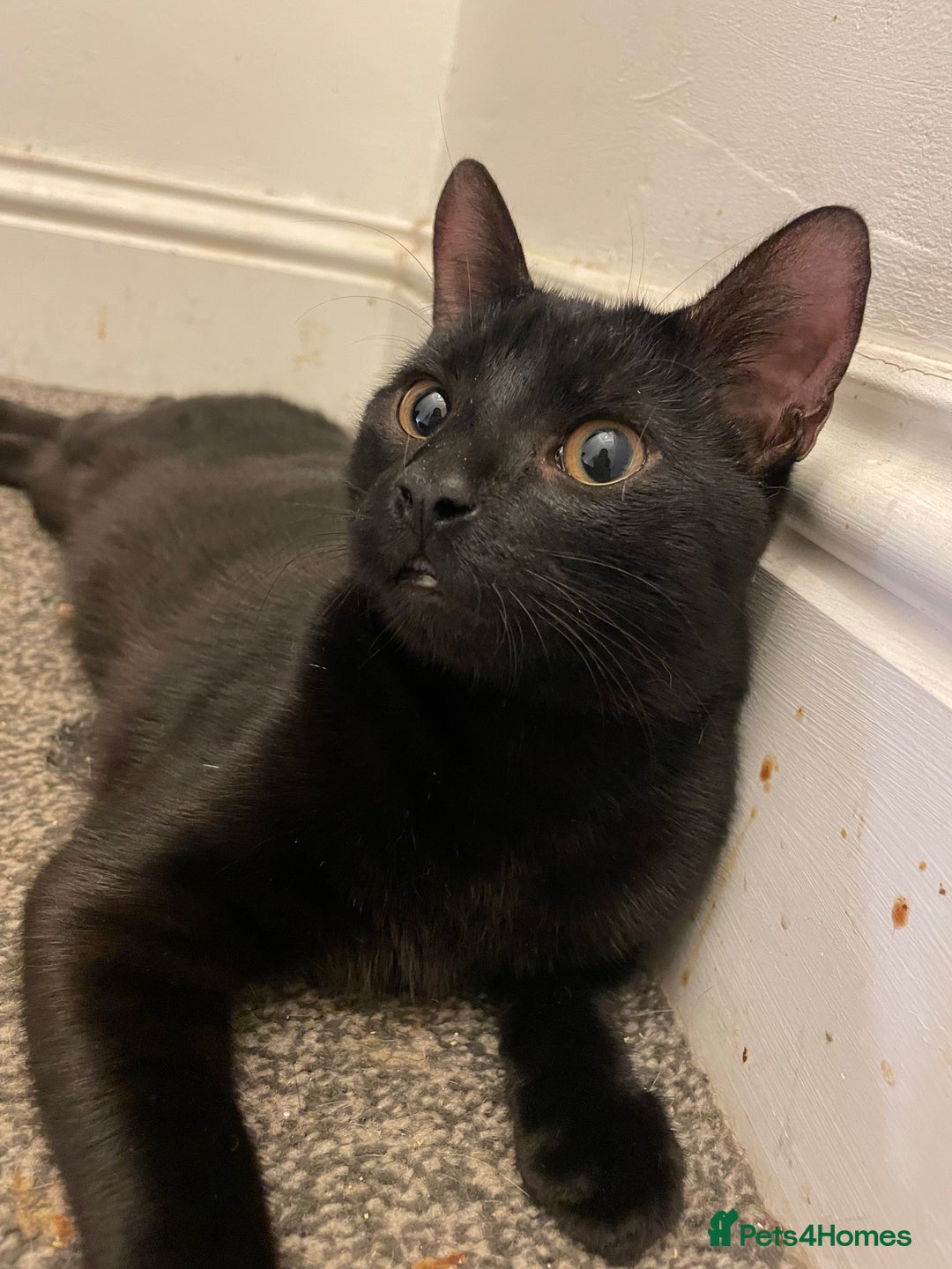 Mixed Breed cats for sale: *Free££* Beautiful brothers looking loving home - Advert 10