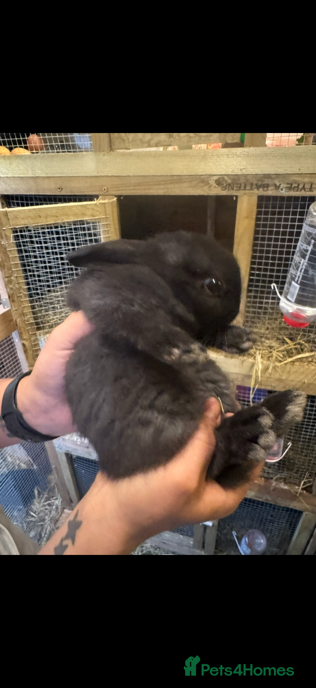 Mixed Breed rabbits for sale: Rabbits free  - Advert 3