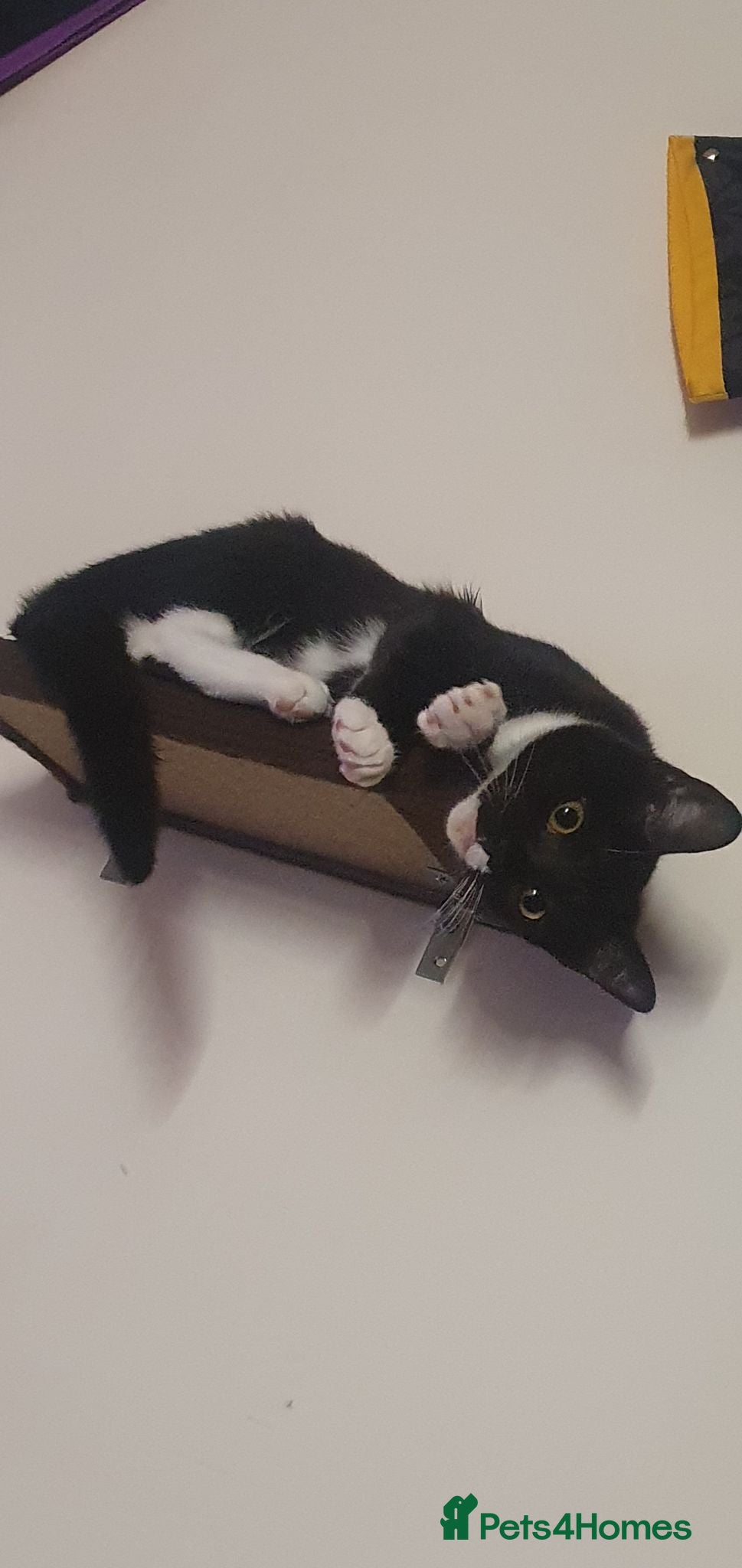 Mixed Breed cats 1 kitten left ready for new forever home  - Advert 21