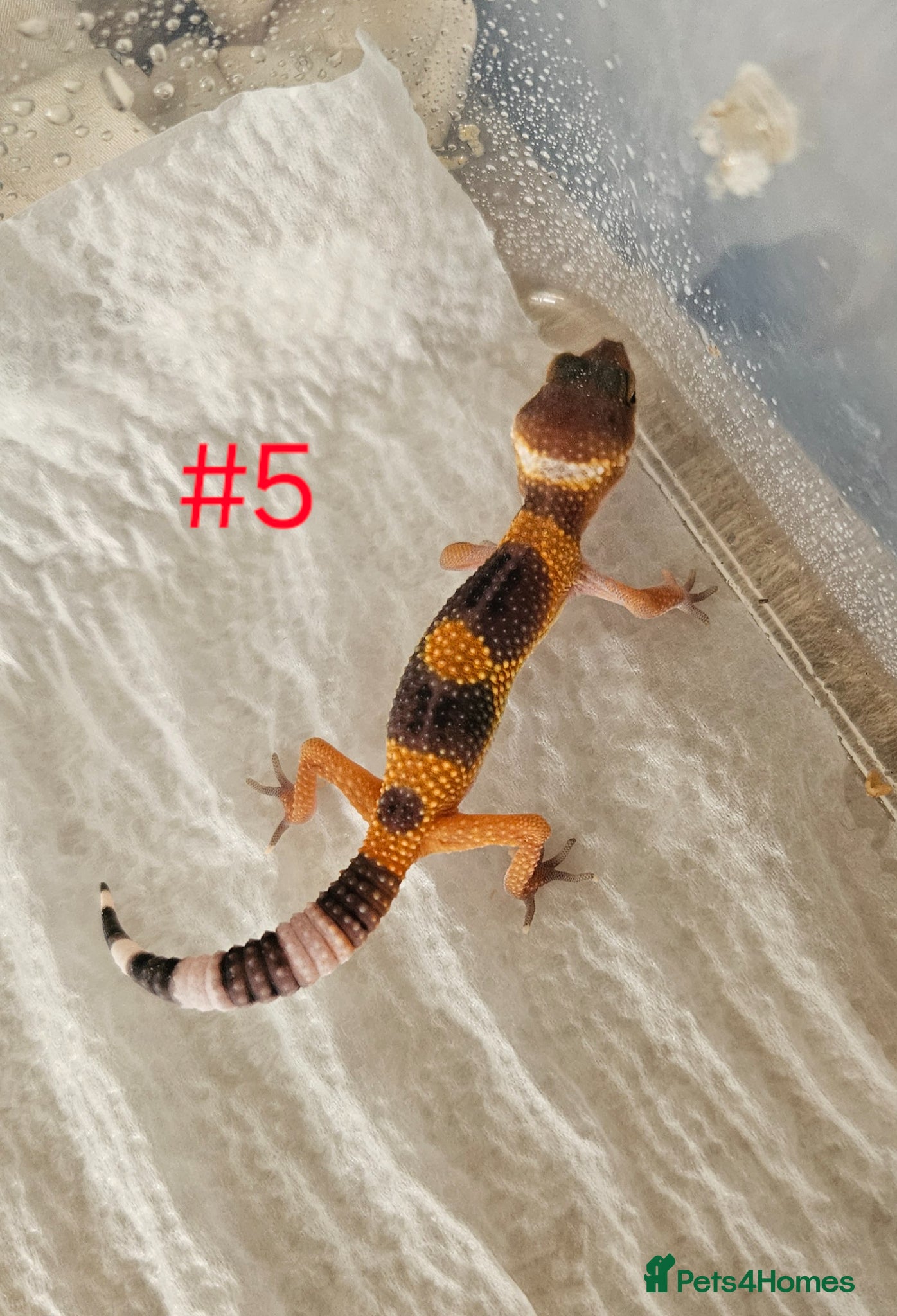 Leopard Gecko reptiles Leopard Geckos  - Advert 1