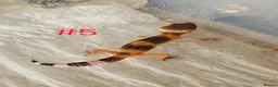 Leopard Gecko reptiles for sale: Leopard Geckos  - Advert 1