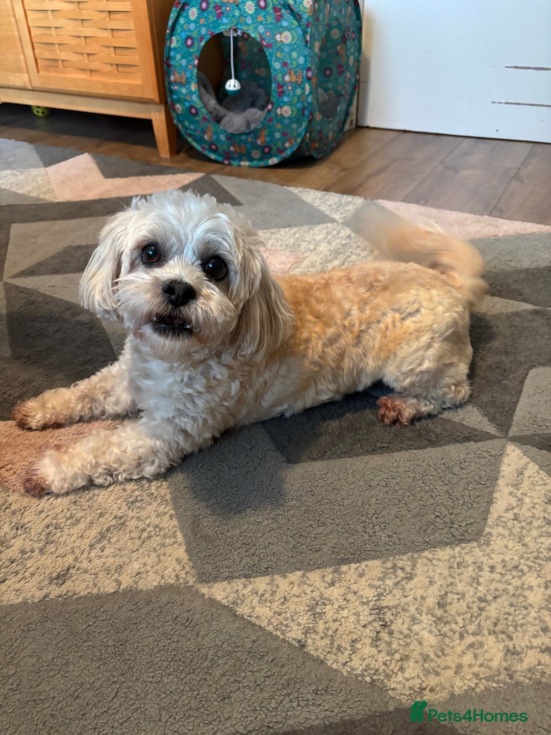 Pomchi dogs for sale: Female Pomchi and Shichon  **  - Advert 4