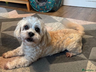 Pomchi dogs Female Pomchi and Shichon ** - Advert 8