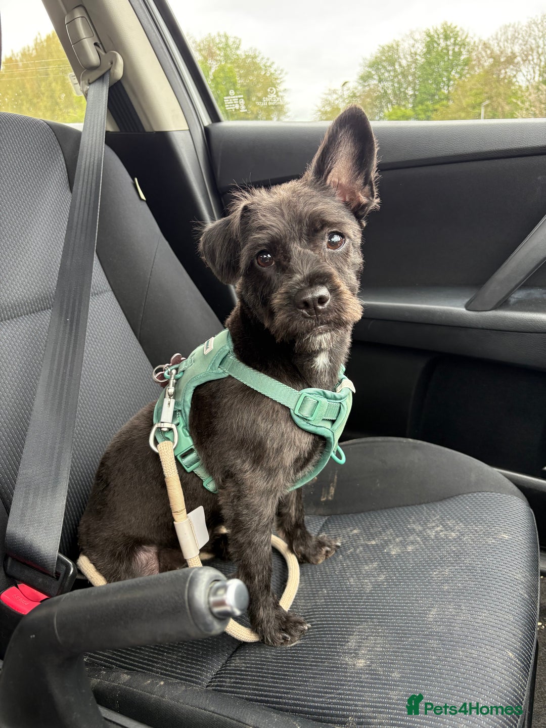 Mixed Breed dogs for sale: Pug mix poodle  - Image 3