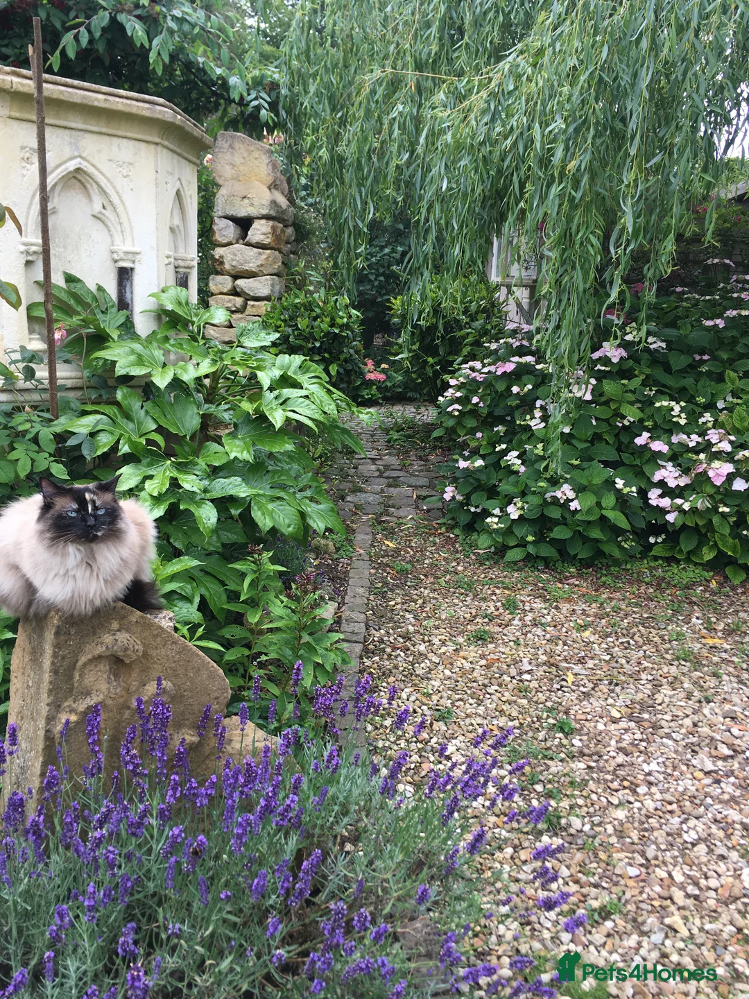 Ragdoll cats for sale: Ragdoll needs a lap.  in Kettering - Advert 7