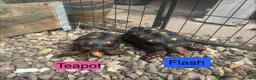 Tortoise reptiles for sale: Trio red footed tortoises - Advert 5