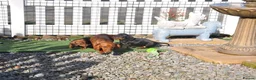 Miniature Dachshund dogs for sale: Kennel Club Mini Smooth Dachshund Puppy Girls - Advert 6