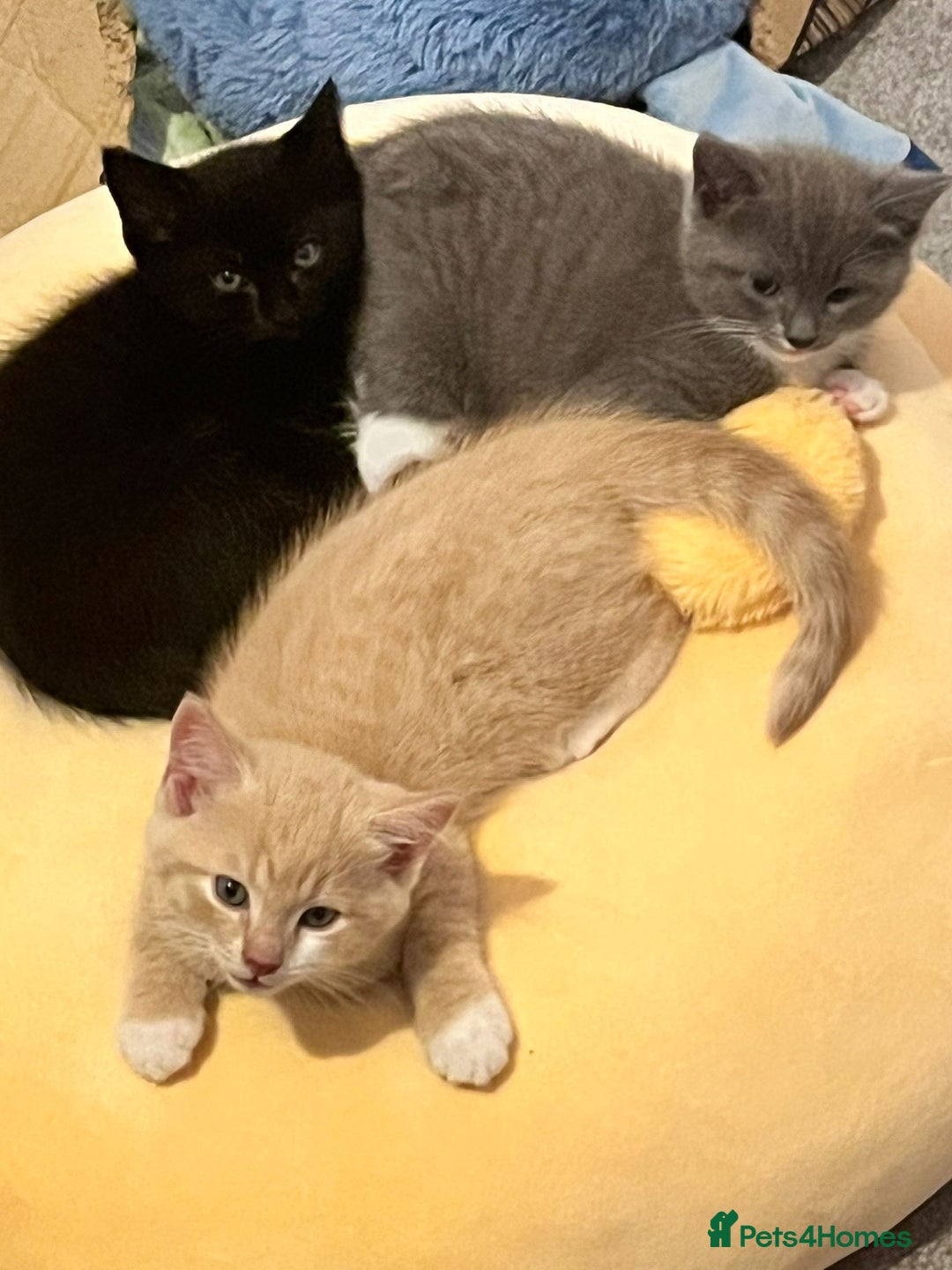 Mixed Breed cats for sale: Kittens for Sale - Advert 11