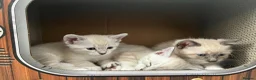 Snowshoe cats for sale: Beautiful Snowshoe x Ragdoll Cross Kittens 🐾 in Bournemouth - Advert 8