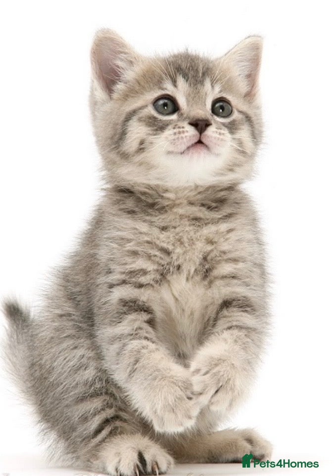 British Shorthair cats Grey tabby British Shorthair kitten. - Advert 6