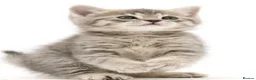 British Shorthair cats for sale: Grey tabby British Shorthair kitten. - Advert 1