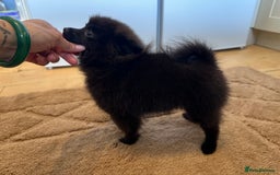 Pomeranian dogs for sale: ✨KC ready now last 3 girls  Pomeranian puppies in Wolverhampton - Image 7