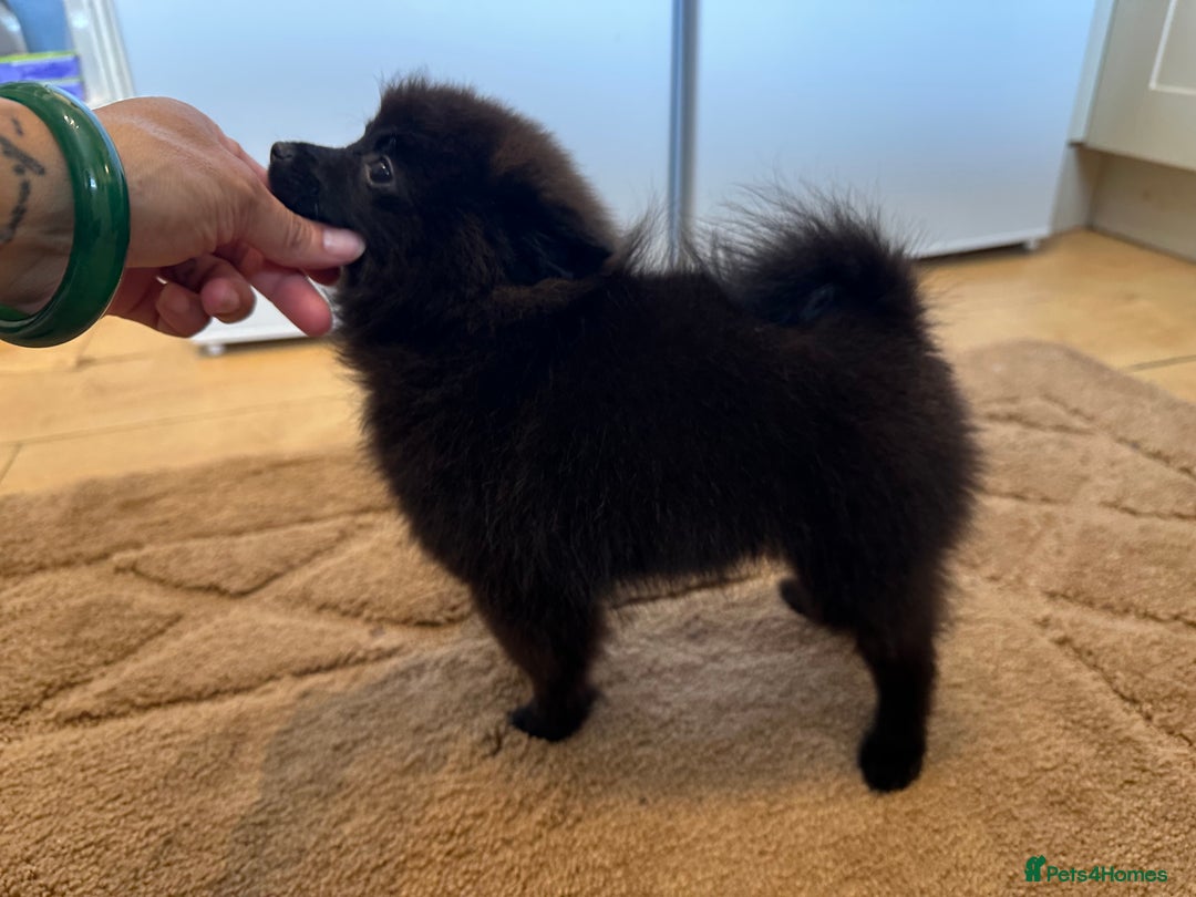 Pomeranian dogs for sale: ✨KC ready now last 3 girls  Pomeranian puppies in Wolverhampton - Image 7