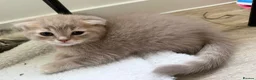 Scottish Fold cats for sale: Lovely scottish fold kitten - Advert 11