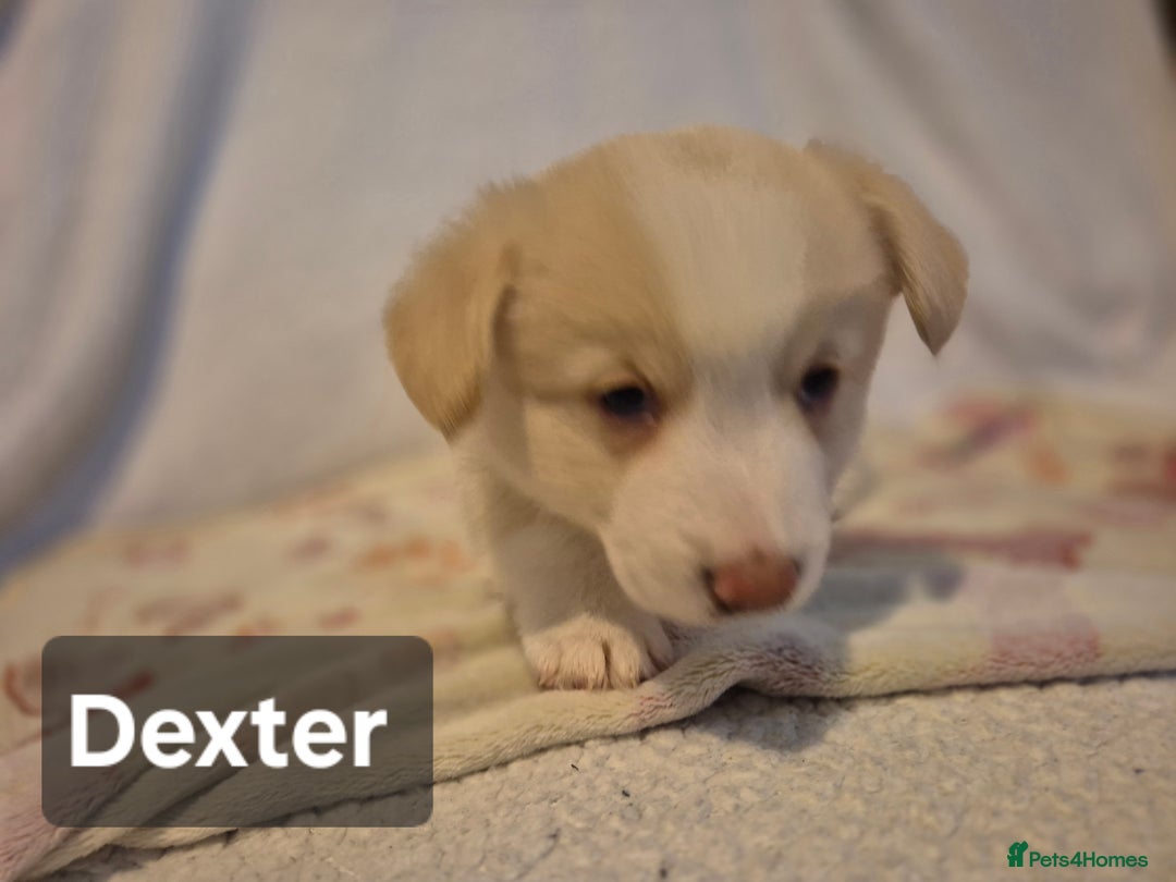 Welsh Corgi Pembroke dogs for sale: 8 Pembroke corgi puppy's - Advert 9