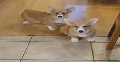 Welsh Corgi Pembroke dogs - Advert 1