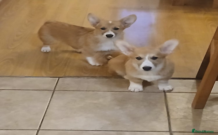 Welsh Corgi Pembroke dogs - Advert 1